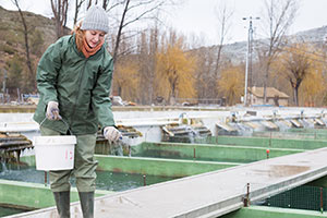 fish feeding in aquaculture