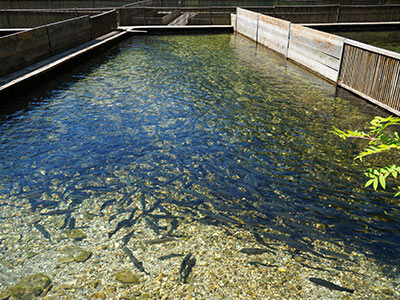 Aquakultur an Land und Teichen mit nachhaltiger Kreislaufwirtschaft