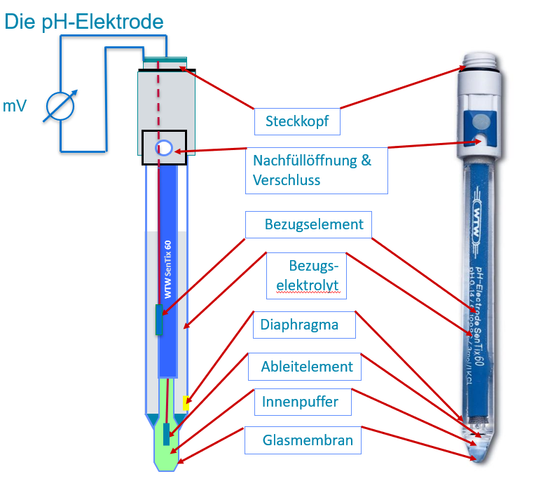 Aufbau der pH-Elektrode