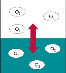 Principle of partial pressure and the equilibrium state of air and water.